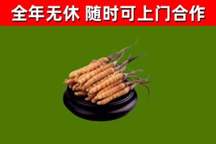 长沙回收冬虫夏草
