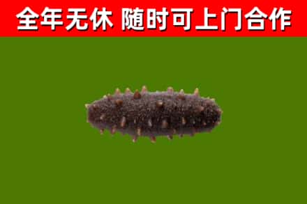 长沙回收海参干